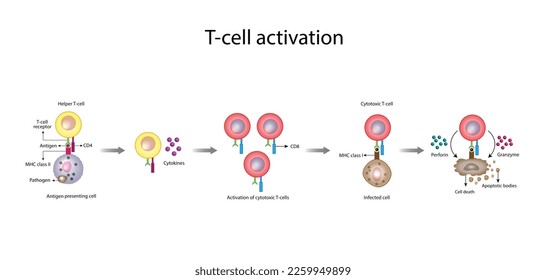 T cell activation diagram, helper T cell and cytotoxic T cell illustration. Adaptive immune system