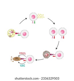 Diagrama de activación de células T, células T auxiliares y células T citotóxicas. Ilustración vectorial. Sistema inmune adaptable. Ilustración vectorial.