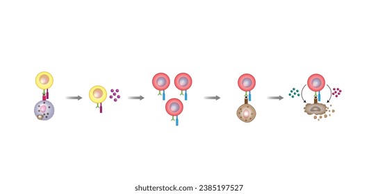 Diagrama de activación de células T, célula T auxiliar e ilustración de células T citotóxicas. Sistema inmune adaptable. Ilustración vectorial.