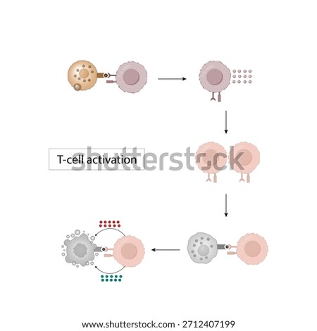 T cell activation diagram, helper T cell and cytotoxic T cell.  Adaptive immune system. Vector illustration.