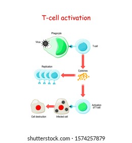 T Cell Activation. T Lymphocyte, Is A White Blood Cell. Cell-mediated Immunity