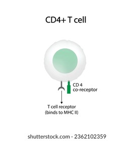 T Cell, CD4+ helper T cell, CD Antigen Types, CD4. T-Zelle einzeln auf weißem Hintergrund. Immunsystem. Vektorgrafik