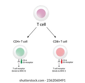 T Cell, CD4+ helper T-Zelle und CD8+ zytotoxische T-Zelle, CD-Antigen Typen, CD4 und CD8. T Lymphozyten. Vektorgrafik.