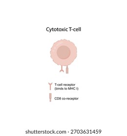 Célula T, célula T citotóxica CD8+, tipos de antígeno CD, CD8. Tipos de linfócitos T. Ilustração de vetor.