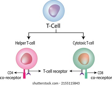 T Cell, Helper T Cell And Cytotoxic T Cell, CD Antigen Types., CD4 And CD8. Vector Illustration