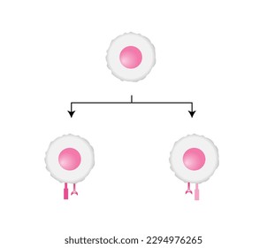 Celda T, célula T auxiliar y célula T citotóxica, tipos de antígeno CD., CD4 y CD8. Ilustración vectorial