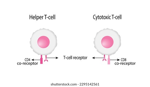 Celda T, célula T auxiliar y célula T citotóxica, tipos de antígeno CD., CD4 y CD8. Ilustración vectorial