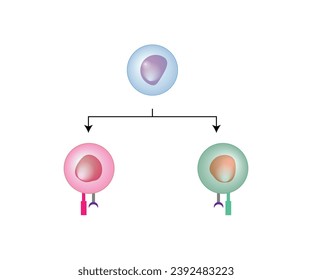 Celda T, célula T auxiliar y célula T citotóxica, tipos de antígeno CD., CD4 y CD8. Ilustración vectorial