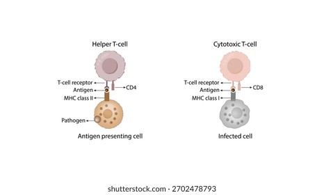 Célula T, célula T auxiliar y célula T citotóxica, tipos de antígeno CD, CD4 y CD8. Diagrama de activación de células T. Sistema inmunitario adaptativo. Vector ilustratVector Ilustración.