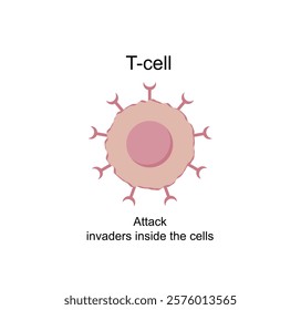 T Cell, T cell icon, helper and cytotoxic T cell, CD Antigen Types., CD4 And CD8. T cell isolated on white background. Immune system. Vector Illustration.