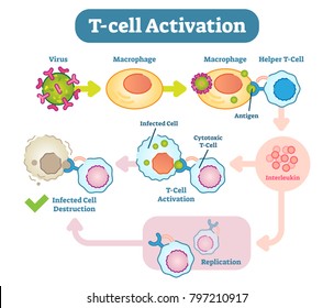 A T cell, or T lymphocyte, is a type of lymphocyte (a subtype of white blood cell) that plays a central role in cell-mediated immunity.