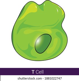 T Cell Structure In White Background, Involved In Cell-mediated Immunity Vector Illustration Eps