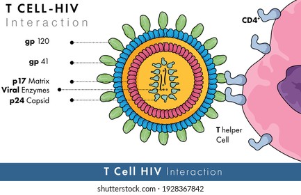 T células auxiliares o La interacción molecular celular con el virus de la inmunodeficiencia humana utilizando receptores de superficie CD4 gp 120, el virus retro del VIH causa la ilustración biomédica del SIDA. 