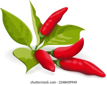 Tabasco Peppers. Pimientos calientes. Bush con pimientos y hojas. Capsicum annuum. Pimienta chile. Verduras frescas, orgánicas, crudas, veganas. Ilustración vectorial aislada en fondo blanco.