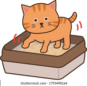 Tabby cat kneading cat litter. Isolated on white background.