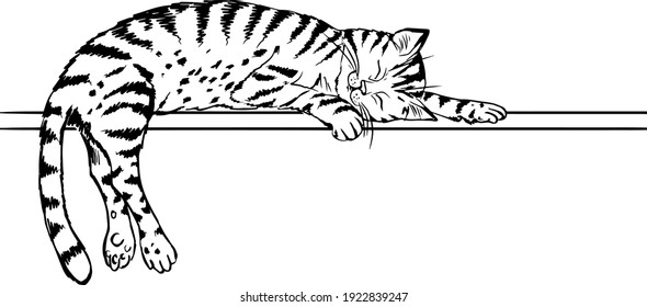 a tabby cat lies crossbar   sleeps  black  and  white contour drawing by hand  coloring book  page for coloring  white background