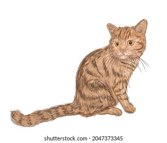 Tabby Cat in Watercolour Style Isolated on White Background. Sketchy Artwork of Tomcat. Vector Illustration for Your Design.