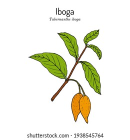 Tabernanthe iboga, medicinal plant. Hand drawn botanical vector illustration