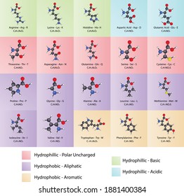 Table of 20 common amino acids - with chemical formula and ball and stick model molecular structure. Educational chart for chemistry, biology and medicine. Categorized by chemical Properties.