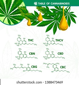 Table of cannabinoilds vector illustration.