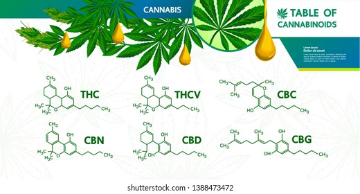 Table of cannabinoilds vector illustration.