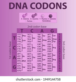 Table Of DNA Codons - Genetic Biological Code Of Amino Acids. Amino Acid Sequence Chart With Nitrogenous Base Icons - Guanine, Adenine, Cytosine, Thymine