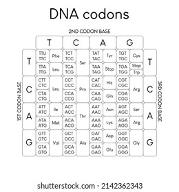 Table Of DNA Codons - Genetic Biological Code Of Amino Acids. Amino Acid Sequence Chart. Eps 10 Vector Illustration.