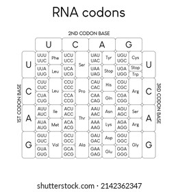 Table Of DNA Codons - Genetic Biological Code Of Amino Acids. Amino Acid Sequence Chart. Eps 10 Vector Illustration.