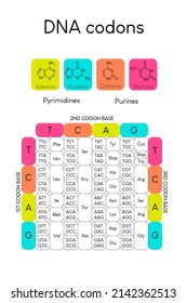 Table of DNA Codons - Genetic biological code of amino acids. Amino acid sequence chart with nitrogenous base icons - Guanine, Adenine, Cytosine, Thymine