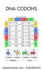 Table of DNA Codons - Genetic biological code of amino acids. Amino acid sequence chart with nitrogenous base icons - Guanine, Adenine, Cytosine, Thymine