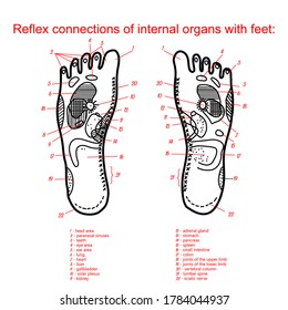 Table of reflex connections of internal organs with legs. Vector illustration. Medical theme.