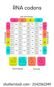 Tabla de Codones ARN - Código biológico genético de aminoácidos. Gráfica de secuencia de ámino con íconos base nitrogenados - Guanina, Adenina, Citosina, Uracil