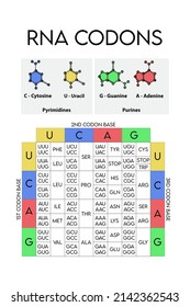 Table Of RNA Codons - Genetic Biological Code Of Amino Acids. Amino Acid Sequence Chart With Nitrogenous Base Icons - Guanine, Adenine, Cytosine, Uracil