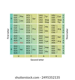 In: Table of RNA Codons - Genetic biological code of amino acid. Aminosäuresequenz-Diagramm. EPS 10 Vektorillustration.
