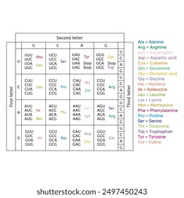 Table of RNA Codons - Genetic biological code of amino acids. Amino acid sequence chart. Eps 10 vector illustration.