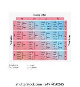 Table of RNA Codons - Genetic biological code of amino acids. Amino acid sequence chart. Eps 10 vector illustration.