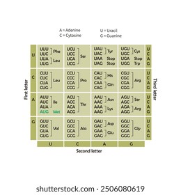 Table of RNA Codons - Genetic biological code of amino acids. Amino acid sequence chart. Eps 10 vector illustration.