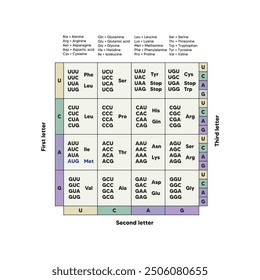 Table of RNA Codons - Genetic biological code of amino acids. Amino acid sequence chart. Eps 10 vector illustration.