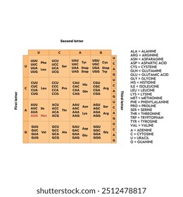 Tabelle der RNA Codons - Genetischer biologischer Code von Aminosäuren. Aminosäuresequenzdiagramm. EPS 10, Vektorgrafik.
