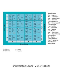 Table of RNA Codons - Genetic biological code of amino acids. Amino acid sequence chart. Eps 10 vector illustration.