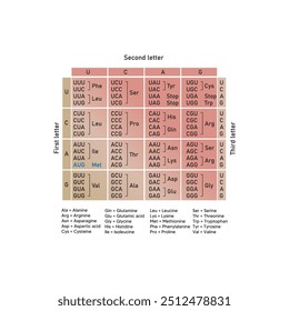 Table of RNA Codons - Genetic biological code of amino acids. Amino acid sequence chart. Eps 10 vector illustration.