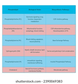 Tabelle mit Phospholipidtypen, biologischen Rollen und Biosynthesewegen - einschließlich PC, PE, PS, PI, SM, Cholesterin Blau und rosafarbene wissenschaftliche Vektorgrafik.