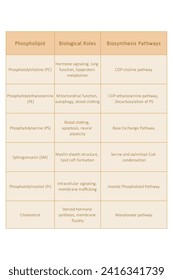 Tabla que muestra tipos de fosfolipidos, roles biológicos y vías de biosíntesis - incluyendo PC, PE, PS, PI, SM, colesterol Ilustración vectorial científica amarilla.