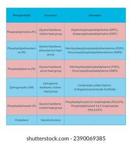 Tabla que muestra los tipos de fosfolipidos, la estructura química y los ejemplos - incluyendo PC, PE, PS, PI, SM, colesterol Ilustración vectorial científica azul y rosa.