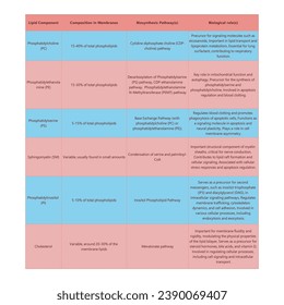 Tabla que muestra los tipos de fosfolipidos, composición de membranas, vías de biosíntesis y función biológica - incluyendo PC, PE, PS, PI, SM, colesterol Ilustración vectorial científica azul y rosa.