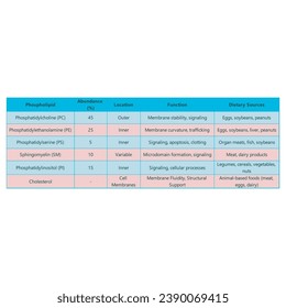 Table showing Phospholipids types, membrane abundance, location, function and dietary sources - including PC, PE, PS, SM, PI. Blue and pink scientific vector illustration.