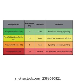 Table showing Phospholipids types, membrane abundance and location and function - including PC, PE, PS, SM. Colorful scientific vector illustration.