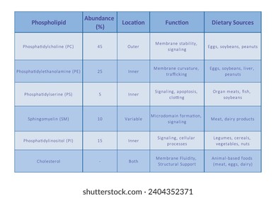 Table showing Phospholipids types, membrane abundance, location, function and dietary sources - including PC, PE, PS, SM, PI. Blue scientific vector illustration.