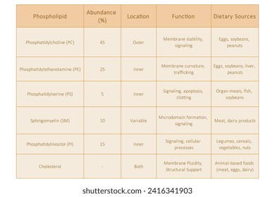 Table showing Phospholipids types, membrane abundance, location, function and dietary sources - including PC, PE, PS, SM, PI. Yellow scientific vector illustration.