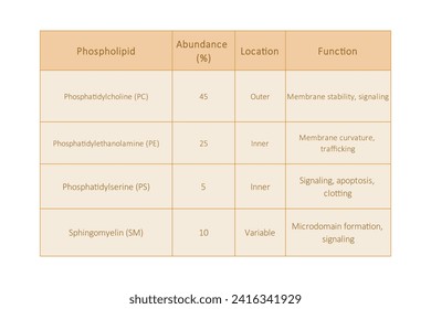 Table showing Phospholipids types, membrane abundance and location and function - including PC, PE, PS, SM. Yellow scientific vector illustration.